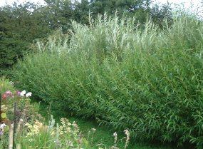 Salix viminalis WILLOW OSIER Salix viminalis Hedging Plants Trees Shrubs and