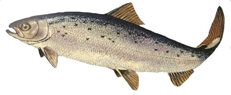 Salmo ciscaucasicus