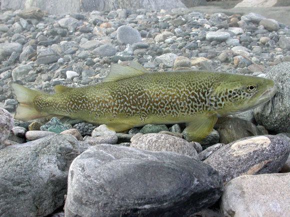 Salmo marmoratus Conservation actions for the marble trout Salmo marmoratus