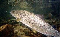 Salmo obtusirostris Salmo obtusirostris Adriatic trout fisheries gamefish