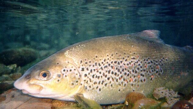 Salmo obtusirostris Image Salmo obtusirostris Softmouth Trout BioLibcz