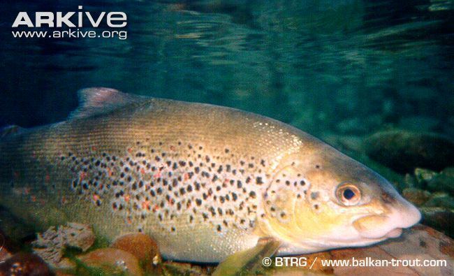 Salmo obtusirostris Adriatic salmon photo Salmo obtusirostris G68360 ARKive