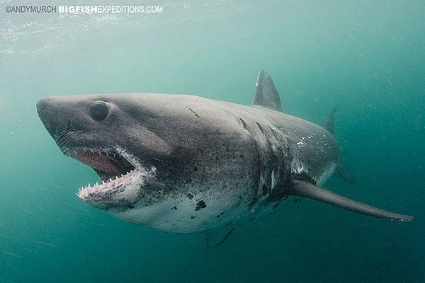 Salmon shark bigfishexpeditionscomimagesSalmonSharks20140