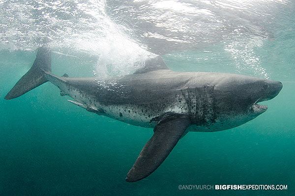 Salmon shark Diving with Salmon Sharks in Alaska Swim with salmon sharks in