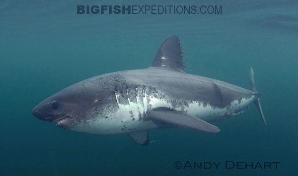 Salmon shark Diving with Salmon Sharks in Alaska Swim with salmon sharks in