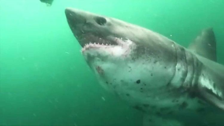 Salmon shark Swimming with Salmon Sharks in Alaska YouTube