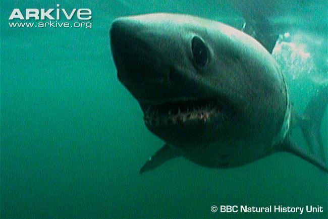 Salmon shark Salmon shark videos photos and facts Lamna ditropis ARKive