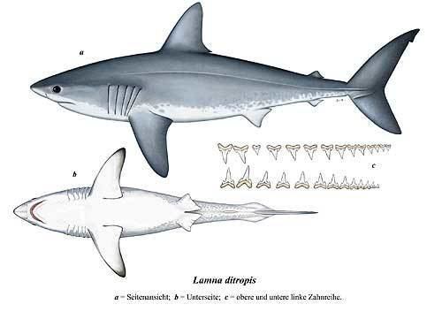 Salmon shark Fact Sheet Salmon Shark