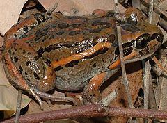 Salmon-striped frog httpsuploadwikimediaorgwikipediacommonsthu