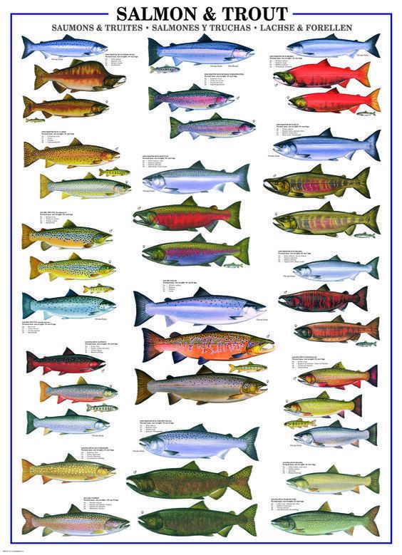 Salmonidae EuroGraphics Salmon amp Trout 1000Piece Puzzle This puzzle presents