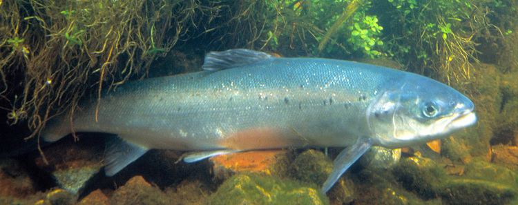 Salmonidae Salmon Family Salmonidae Wiki