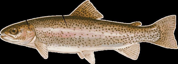 Salmonidae FileFish fin anatomy Salmonidaesvg Wikimedia Commons