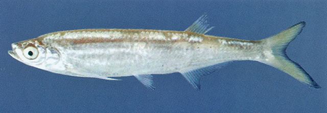 Salmophasia wwwfishbaseorgimagesspeciesSasaru5jpg