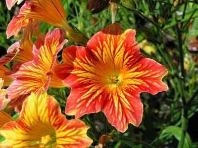 Salpiglossis Salpiglossis Painted Tongue HowStuffWorks