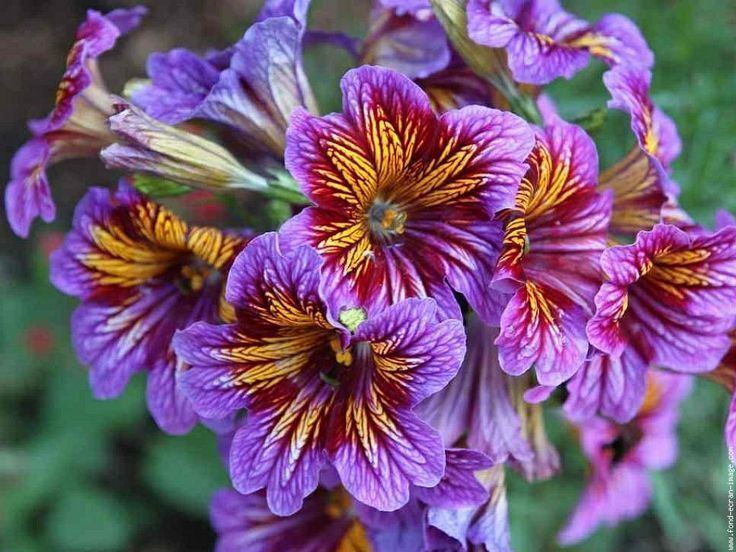 Salpiglossis 78 Best images about Salpiglossis sinuata on Pinterest Coloring