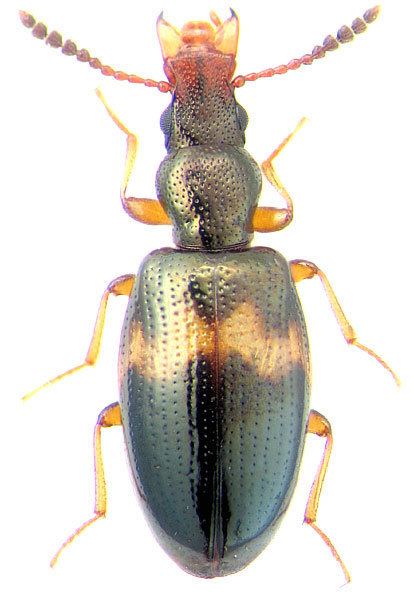 Salpingidae Vincenzellus fascipennis Reitter 1897 Salpingidae
