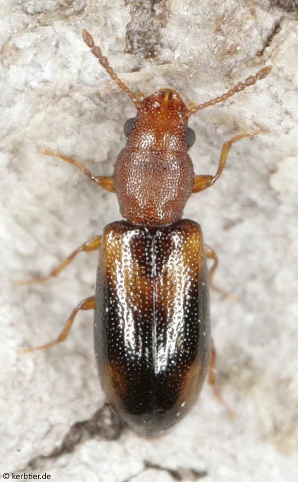 Salpingidae Photo overview Salpingidae narrowwaisted bark beetles of Germany