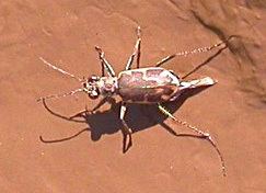 Salt Creek tiger beetle Protection Slashed for Nebraska39s Vanishing Salt Creek Tiger Beetle