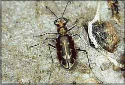 Salt Creek tiger beetle Lincoln Parks amp Recreation Endangered Species of the Saline Wetlands