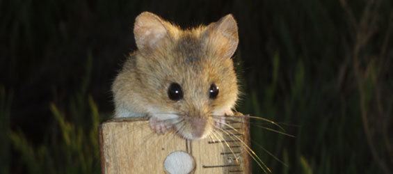 Salt marsh harvest mouse Kids Species Information Salt Marsh Harvest Mouse