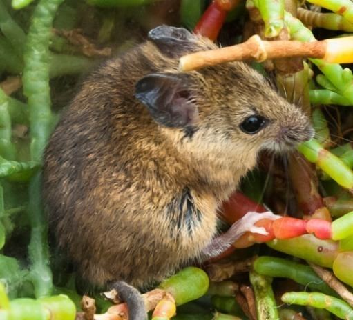 Salt marsh harvest mouse httpswwwfwsgovuploadedImagesRegion8NWRSZ