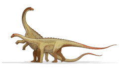 Saltasaurus httpsuploadwikimediaorgwikipediacommonsthu