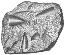 Salterella httpsuploadwikimediaorgwikipediacommonsthu