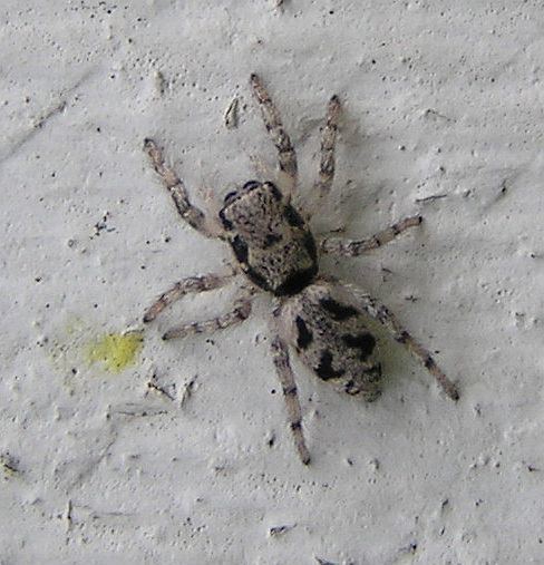 Salticus cingulatus