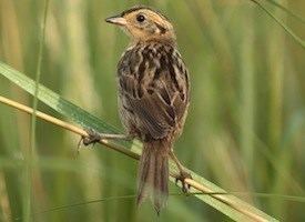 Saltmarsh sparrow Saltmarsh Sparrow Identification All About Birds Cornell Lab of