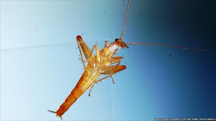 Saltoblattella montistabularis BBC Nature In Pictures Top ten new species