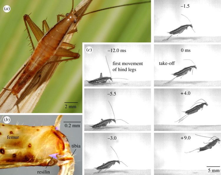 Saltoblattella montistabularis A cockroach that jumps Biology Letters