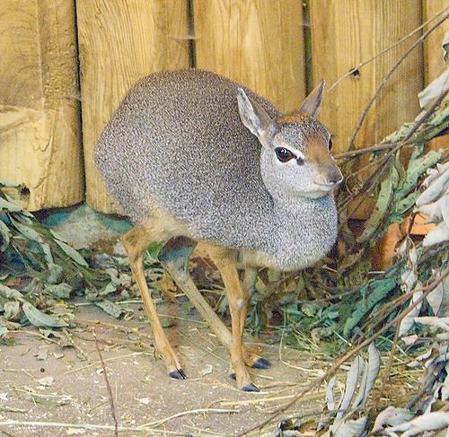 Salt's dik-dik Salts Dikdik in Moscow zoo Salts Dikdik Madoqua salt Flickr