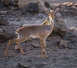 Salt's dik-dik httpsuploadwikimediaorgwikipediacommonsthu