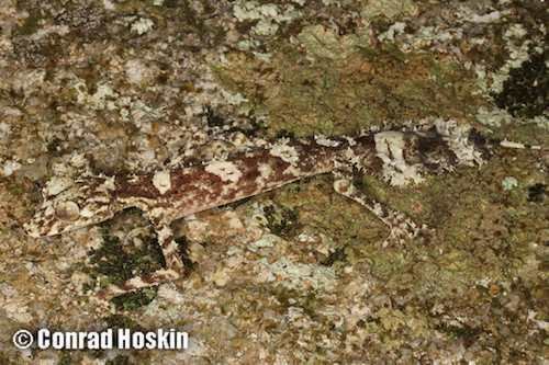 Saltuarius AROD Reptiles Squamata Gekkonidae Saltuarius ARODcomau