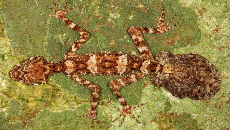Saltuarius Saltuarius eximius New Species of LeafTailed Gecko Found in