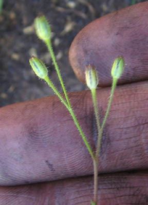 Saltugilia australis