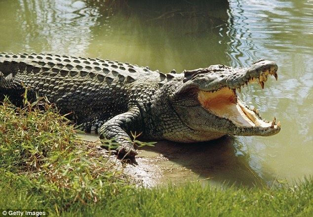 Saltwater crocodile Saltwater crocodile travelled more than 400km home in 20 days