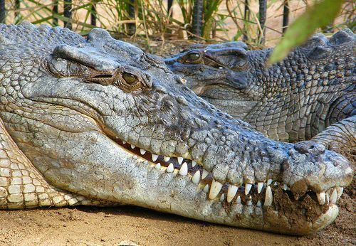 Saltwater crocodile Australian Saltwater Crocodiles Pictures And Facts About The