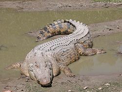 Saltwater crocodile Saltwater crocodile Wikipedia