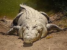 Saltwater crocodile httpsuploadwikimediaorgwikipediacommonsthu
