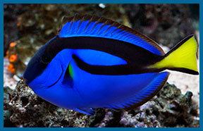 Saltwater fish Oceans and Seas Saltwater Fish and Corals