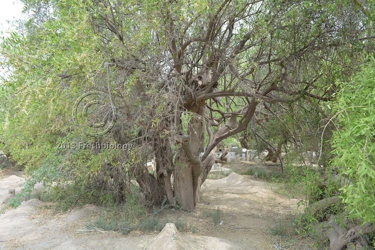 Salvadora oleiodes Welcome to Flora of Pakistan