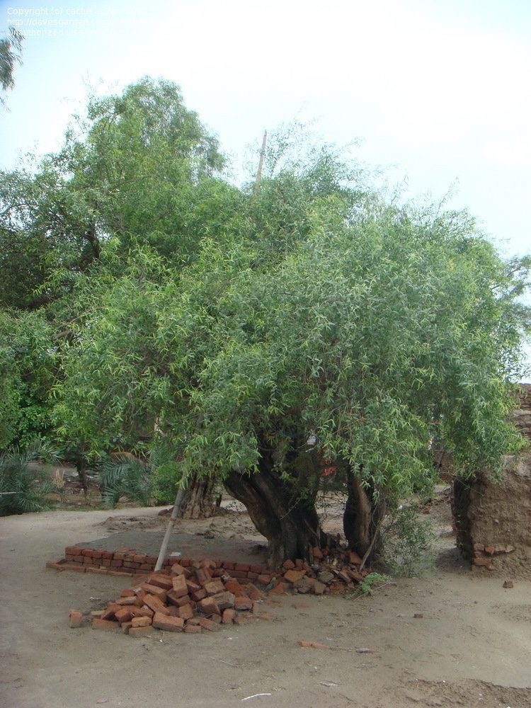 Salvadora oleiodes PlantFiles Pictures Tooth Brush Tree Khabar Peelu Salvadora