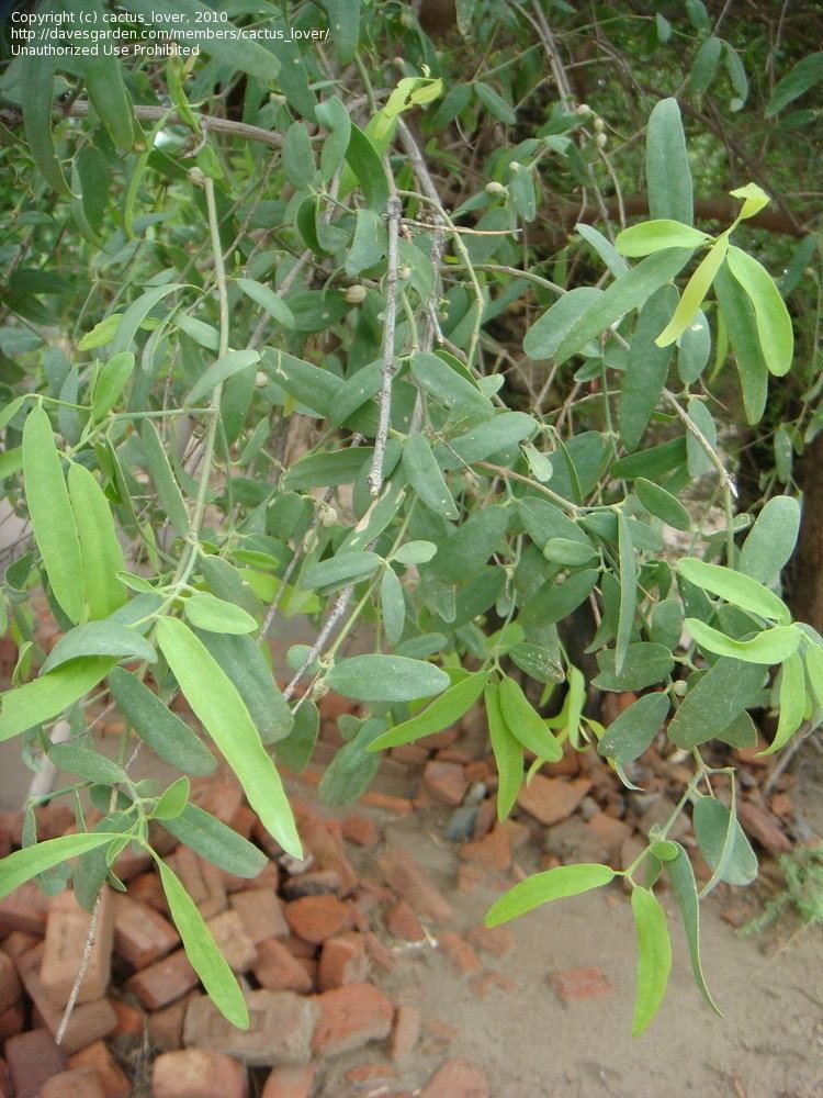 Salvadora oleiodes PlantFiles Pictures Tooth Brush Tree Khabar Peelu Salvadora