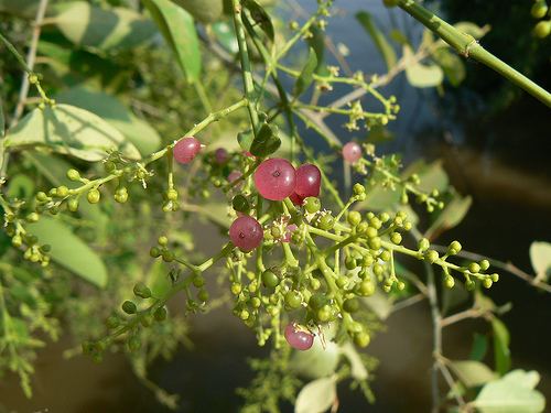 Salvadora persica Salvadora persica Toothbrush tree