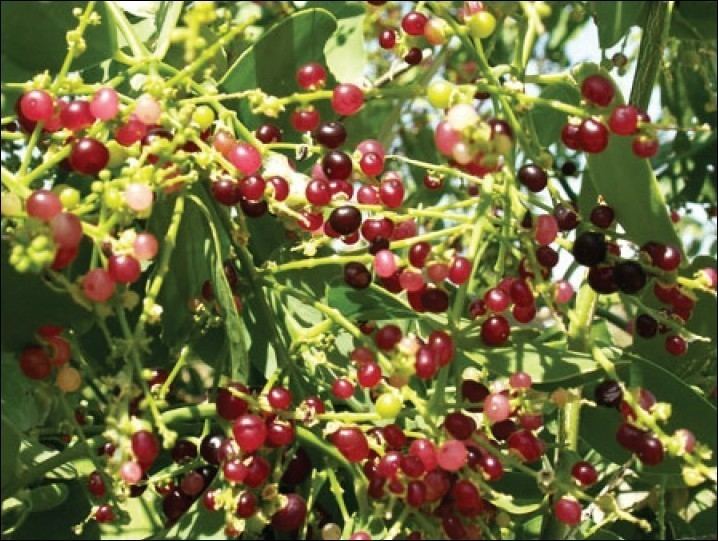 Salvadora persica Salvadora persica Khatak M Khatak S Siddqui A A Vasudeva N