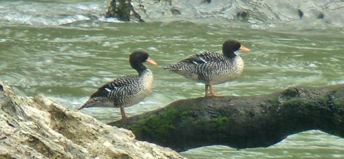 Salvadori's teal Surfbirds Online Photo Gallery Search Results