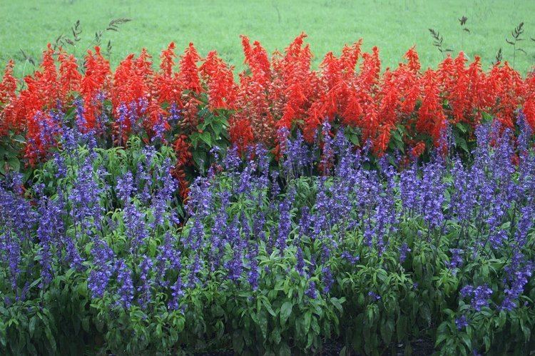 Salvia Are Red amp Purple Salvia Plants The Ones Used When Smoking Salvia