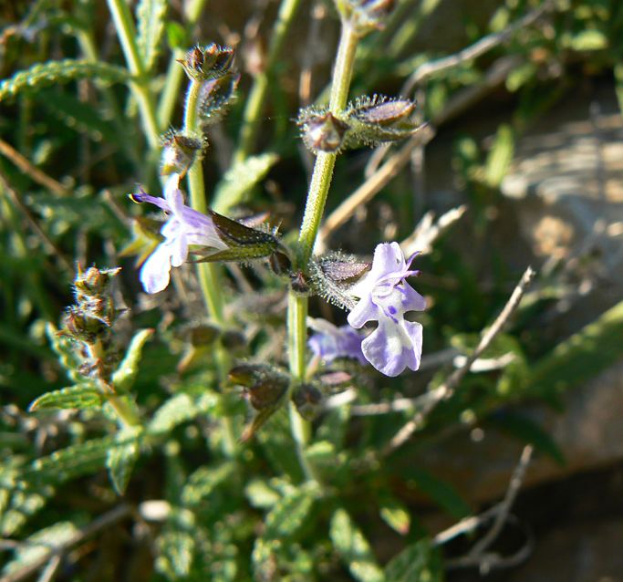 Salvia aegyptiaca Salvia aegyptiaca Plant Biodiversity of SouthWestern Morocco