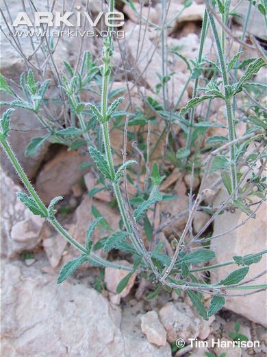 Salvia aegyptiaca Salvia photo Salvia aegyptiaca G128210 ARKive